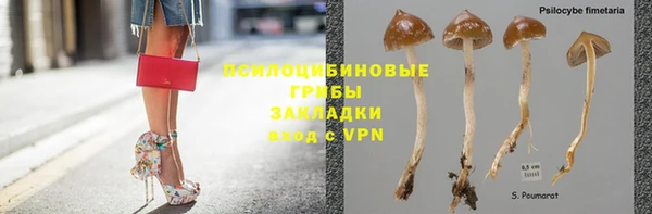 гашик Михайловск