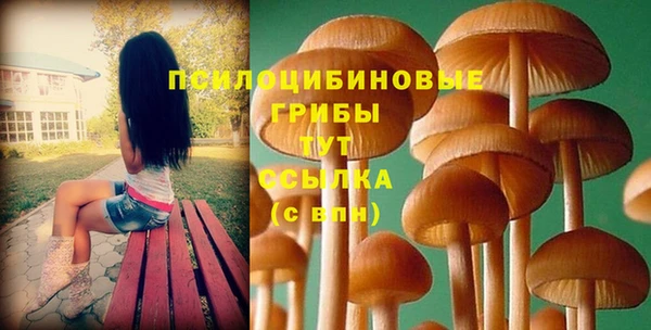 прущие грибы Медвежьегорск